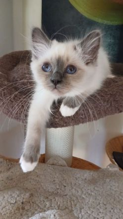 Reinrassige Heilige Birma Kitten, blue point, weibl., 15 Wochen alt, bei Schwerin