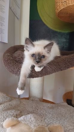 Reinrassige Heilige Birma Kitten, blue point, weibl., 15 Wochen alt, bei Schwerin