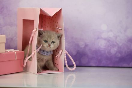 BKH Kitten mit Stammbaum direkt vom Züchter