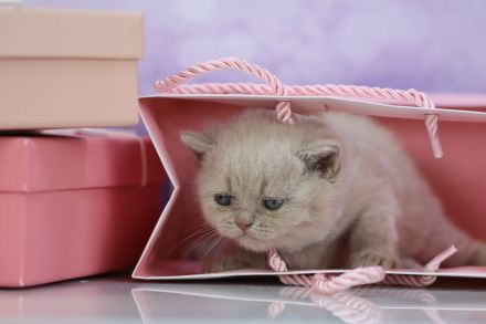 BKH Kitten mit Stammbaum direkt vom Züchter