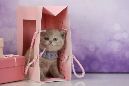 BKH Kitten mit Stammbaum direkt vom Züchter