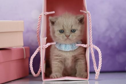 BKH Kitten mit Stammbaum direkt vom Züchter
