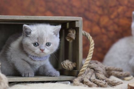 BKH Kitten mit Stammbaum direkt vom Züchter