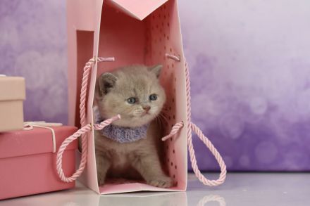 BKH Kitten mit Stammbaum direkt vom Züchter
