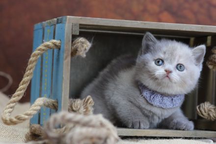 BKH Kitten mit Stammbaum direkt vom Züchter
