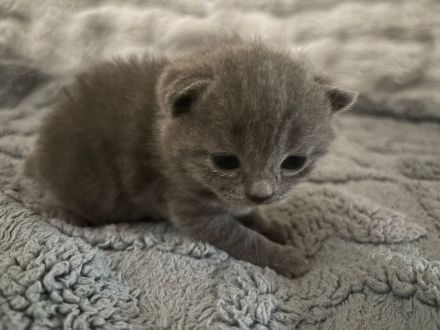 2 Katzen BKH Kitten