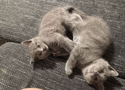 2 Katzen BKH Kitten