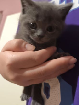 2 Katzen BKH Kitten