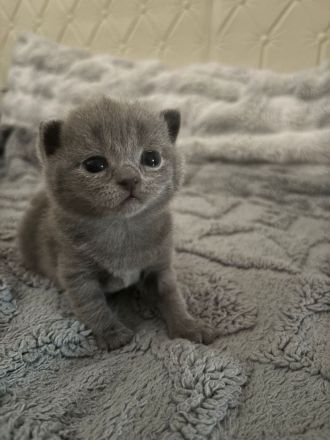 2 Katzen BKH Kitten