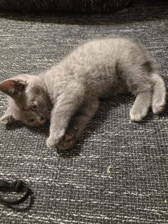 2 Katzen BKH Kitten
