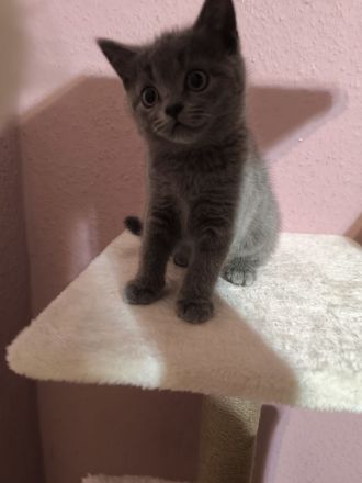 2 Katzen BKH Kitten