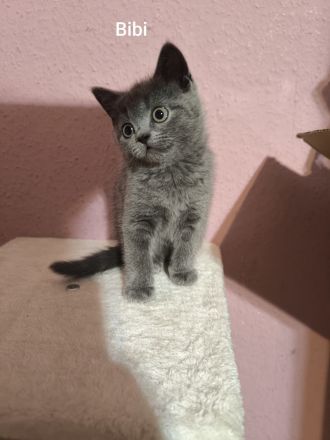 Süße Britisch Kurzhaar Katzen