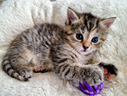 Ekh Tiger Mädchen