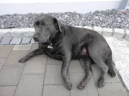 Labrador Welpen (Labradorwelpen) in der Farbe Weiß, Blond und Schwarz