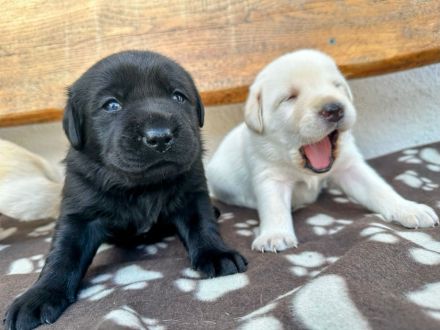 Labrador Welpen (Labradorwelpen) in der Farbe Weiß, Blond und Schwarz