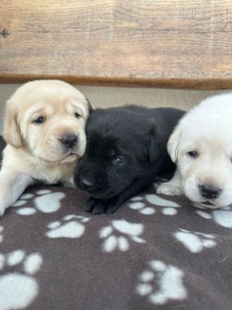 Labrador Welpen (Labradorwelpen) in der Farbe Weiß, Blond und Schwarz