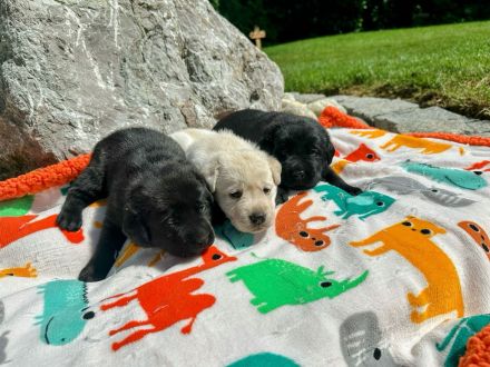 Labrador Welpen (Labradorwelpen) in der Farbe Weiß, Blond und Schwarz