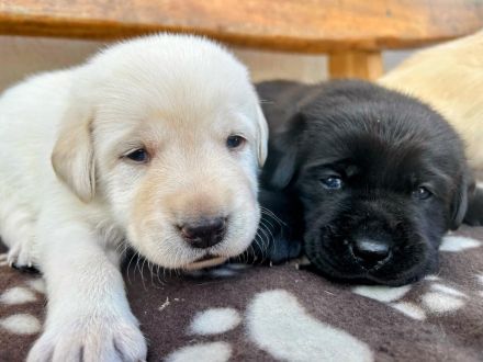 Labrador Welpen (Labradorwelpen) in der Farbe Weiß, Blond und Schwarz