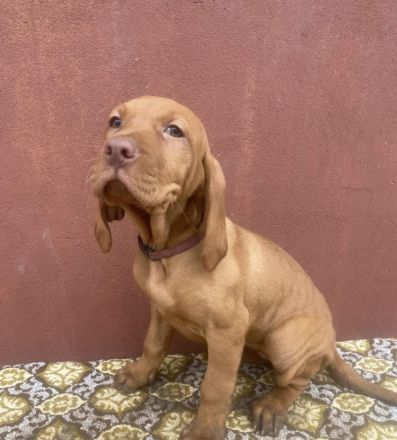 FCI Ungarische Vizsla Welpen aus dem Zwinger „Hernádi Rutinos Vadász“
