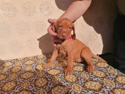 FCI Ungarische Vizsla Welpen aus dem Zwinger „Hernádi Rutinos Vadász“
