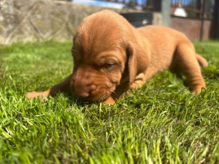 FCI Ungarische Vizsla Welpen aus dem Zwinger „Hernádi Rutinos Vadász“