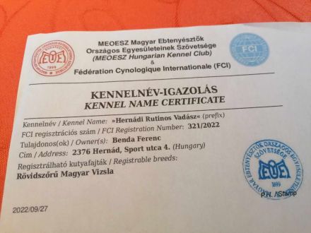 FCI Ungarische Vizsla Welpen aus dem Zwinger „Hernádi Rutinos Vadász“