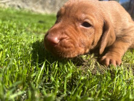 FCI Ungarische Vizsla Welpen aus dem Zwinger „Hernádi Rutinos Vadász“