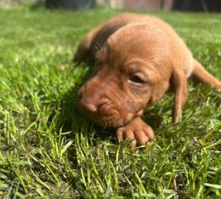 FCI Ungarische Vizsla Welpen aus dem Zwinger „Hernádi Rutinos Vadász“