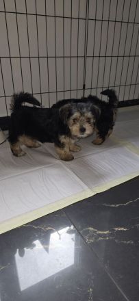 Yorkie Welpen