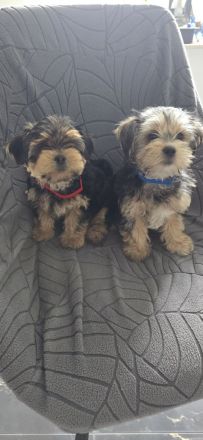 Yorkie Welpen