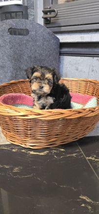 Yorkie Welpen