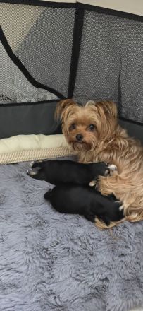 Yorkie Welpen