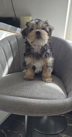 Yorkie Welpen