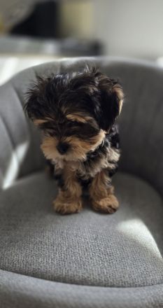 Yorkie Welpen