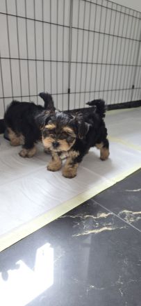 Yorkie Welpen