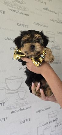 Yorkie Welpen