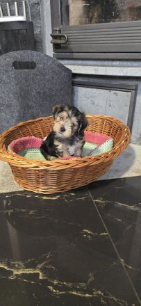 Yorkie Welpen