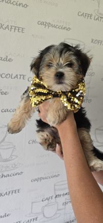Yorkie Welpen