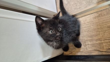 Kitten schwarzer Kater