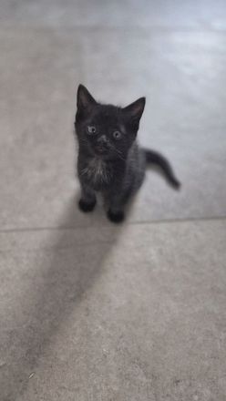 Kitten schwarzer Kater