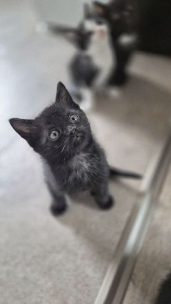 Kitten schwarzer Kater