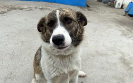 Sanfte Riesin Conny sucht Familienanschluss