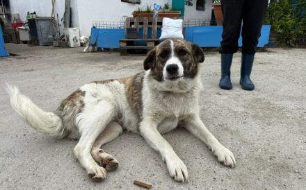 Sanfte Riesin Conny sucht Familienanschluss