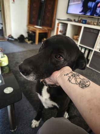 Nikita - Schlauer Bub auf der Suche nach seinem Menschen