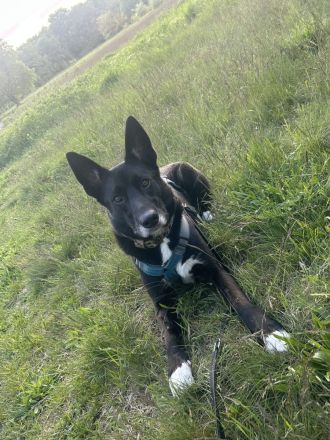 Nikita - Schlauer Bub auf der Suche nach seinem Menschen