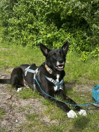 Nikita - Schlauer Bub auf der Suche nach seinem Menschen