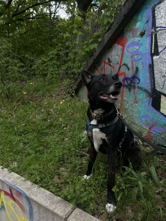 Nikita - Schlauer Bub auf der Suche nach seinem Menschen