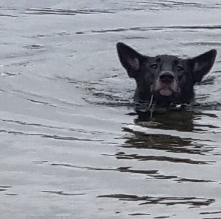 Nikita - Schlauer Bub auf der Suche nach seinem Menschen