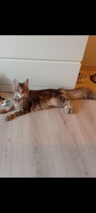 Maine coon katze
