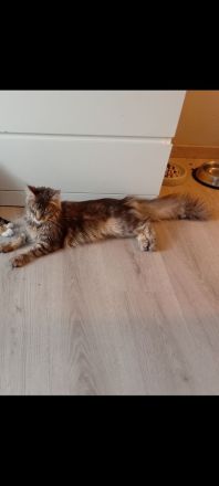 Maine coon katze